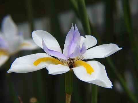 玉蝉花