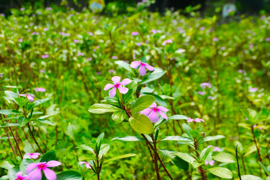 长春花