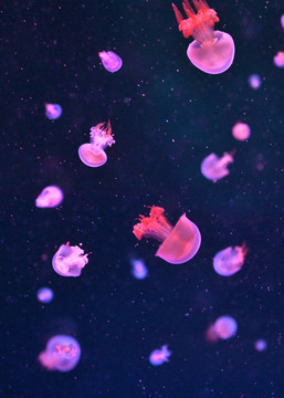 彩色海洋水母