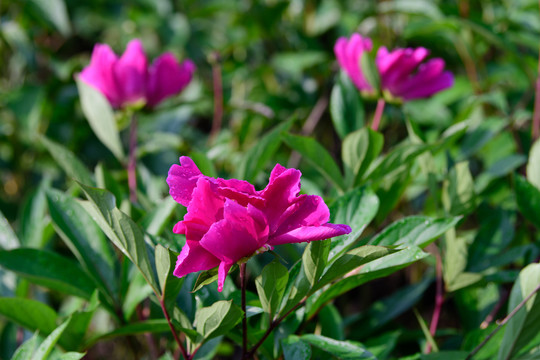芍药花