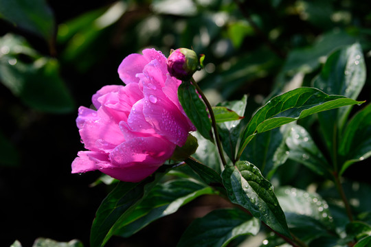 芍药花