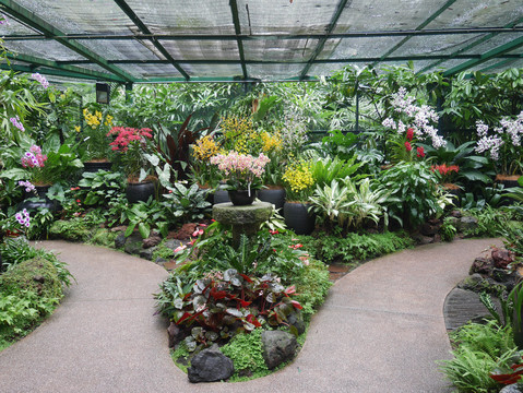 新加坡国家兰花园