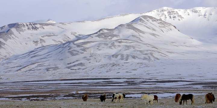 冬季的冰岛马