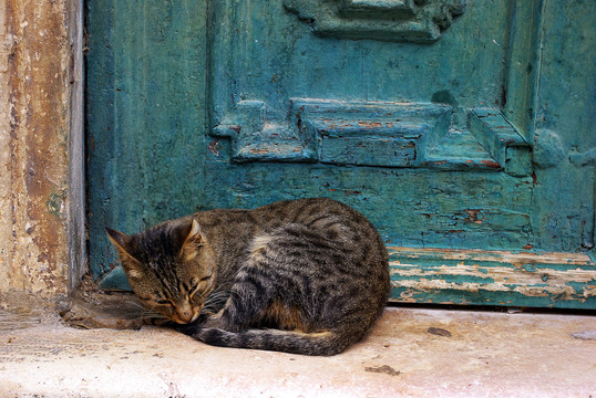 睡在门口的猫