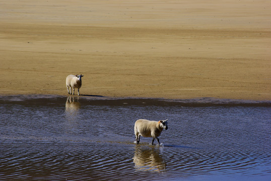 两只羊在沙滩上走错了路