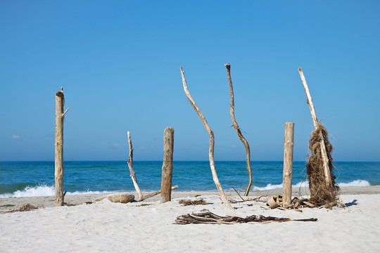 伍斯特罗海滩上的浮木