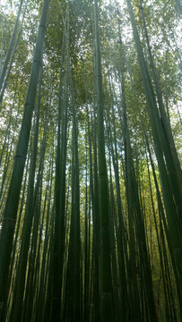 竹林