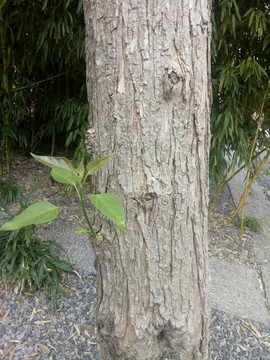 楸树树皮