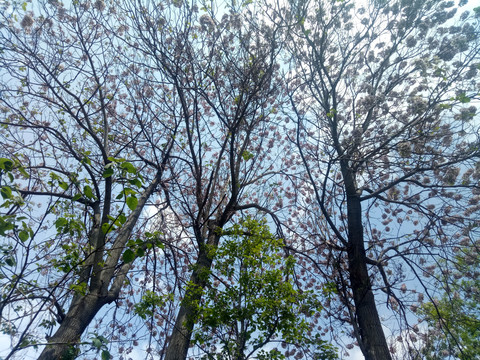 楸树