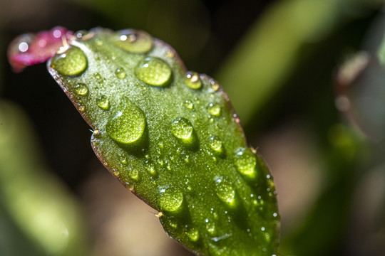绿色植物嫩芽