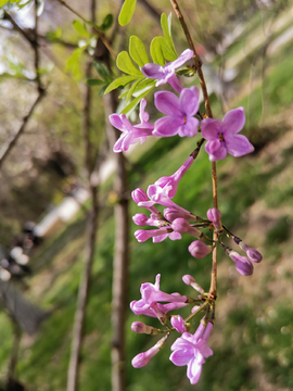 丁香花