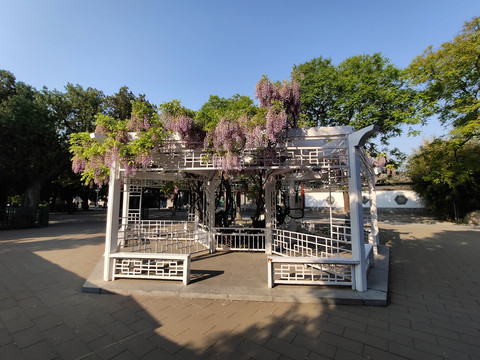 中山公园紫藤架