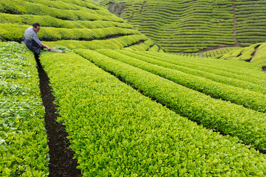 机器采茶