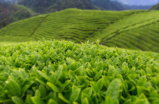 茶山茶园