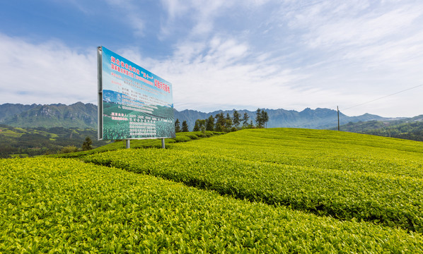 鹤峰木耳山茶园