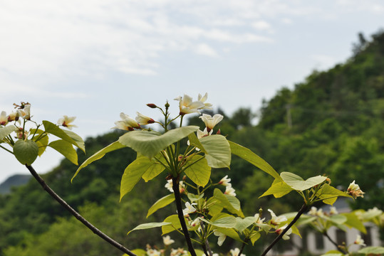 盛开的油桐花