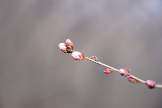 桃花鲜花植物