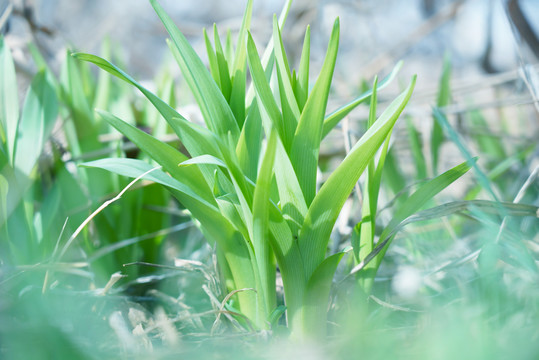 鸢尾兰植物
