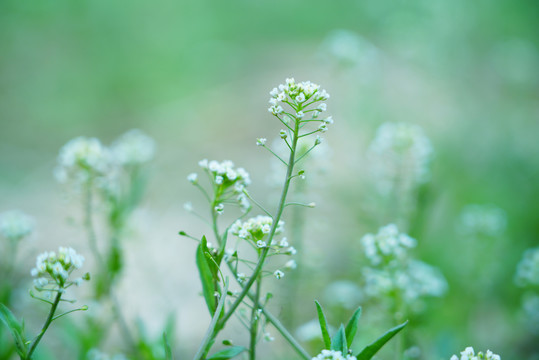 唯美小清新春季花草