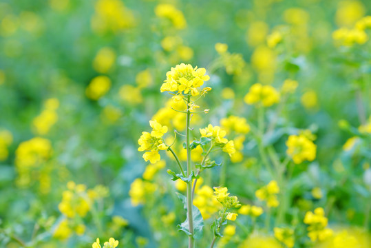 油菜花