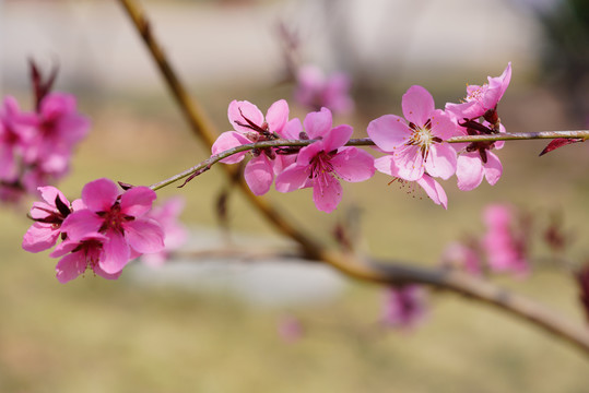 梅花鲜花植物