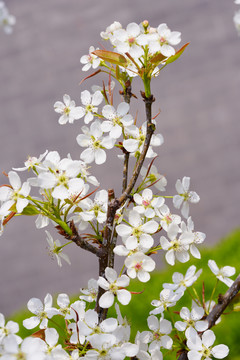 梨花鲜花植物