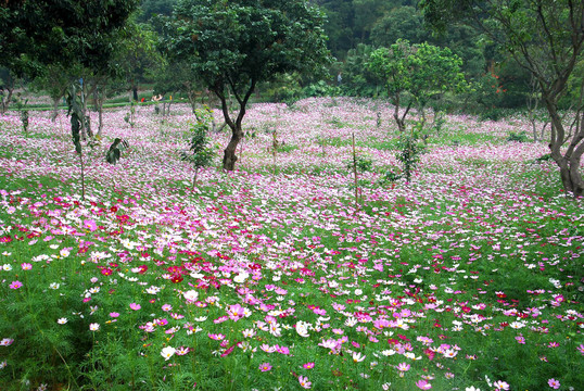 格桑花花海