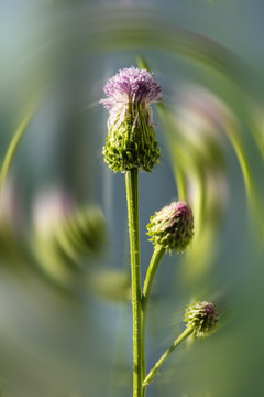 野菊花