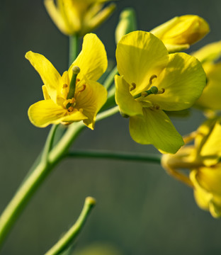 油菜花