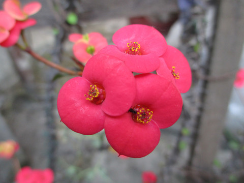 花