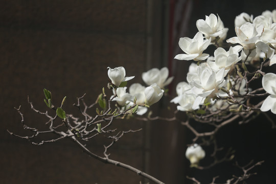 春天玉兰花