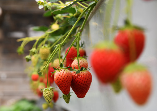 立体种植的草莓