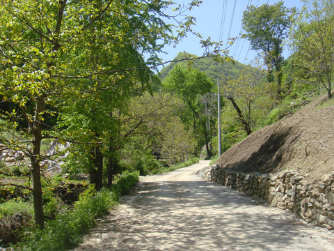 春天的山路