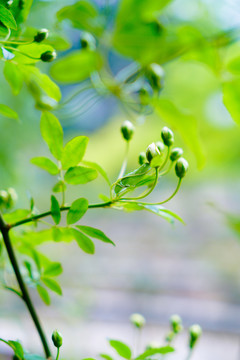 植物特写果实