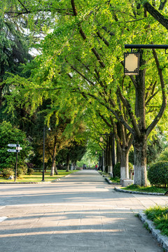 林间小路