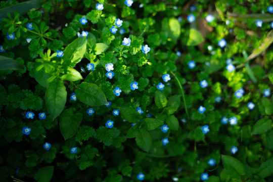 蓝色小花叶子植物春夏天
