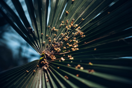 芭蕉叶上的落花