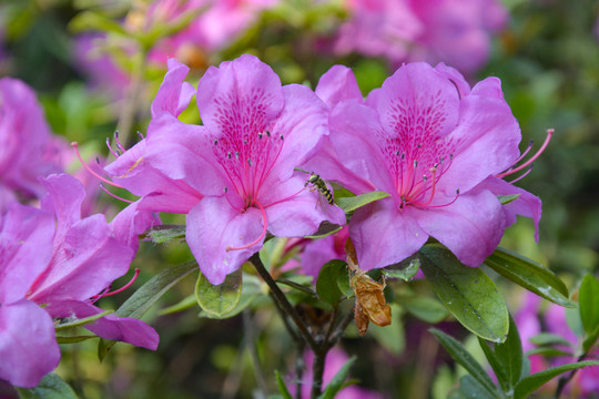 杜鹃花