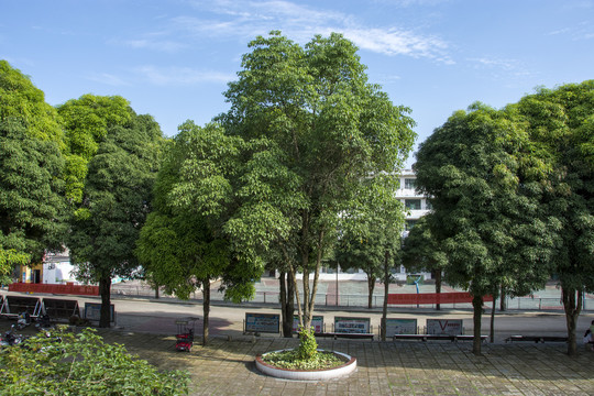 校园树木