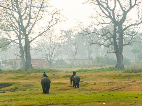 尼泊尔大象救助中心