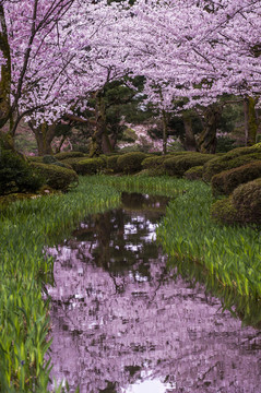 日本花园水面上的樱花