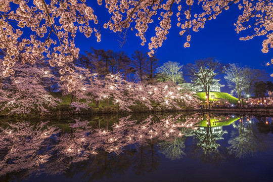 日本高田公园的樱花