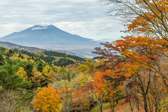 秋叶与日本富士山