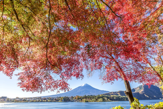 日本秋天的富士山和川口湖