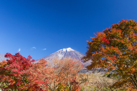 富士山与日本的秋叶