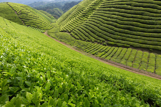 茶园茶山