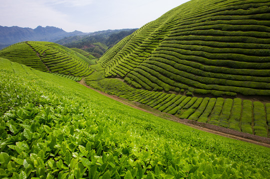 茶园茶山