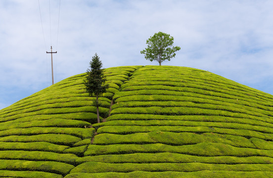 茶园茶山