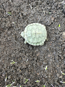 小乌龟巴西龟