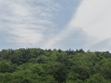 蓝天白云天空绿植森林空气摄影